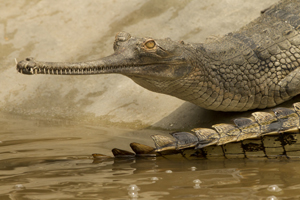 gharial